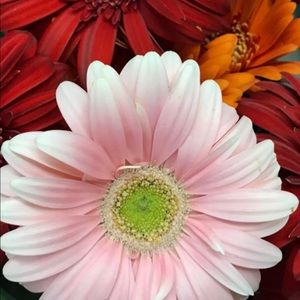 Meet your Posher, Christian